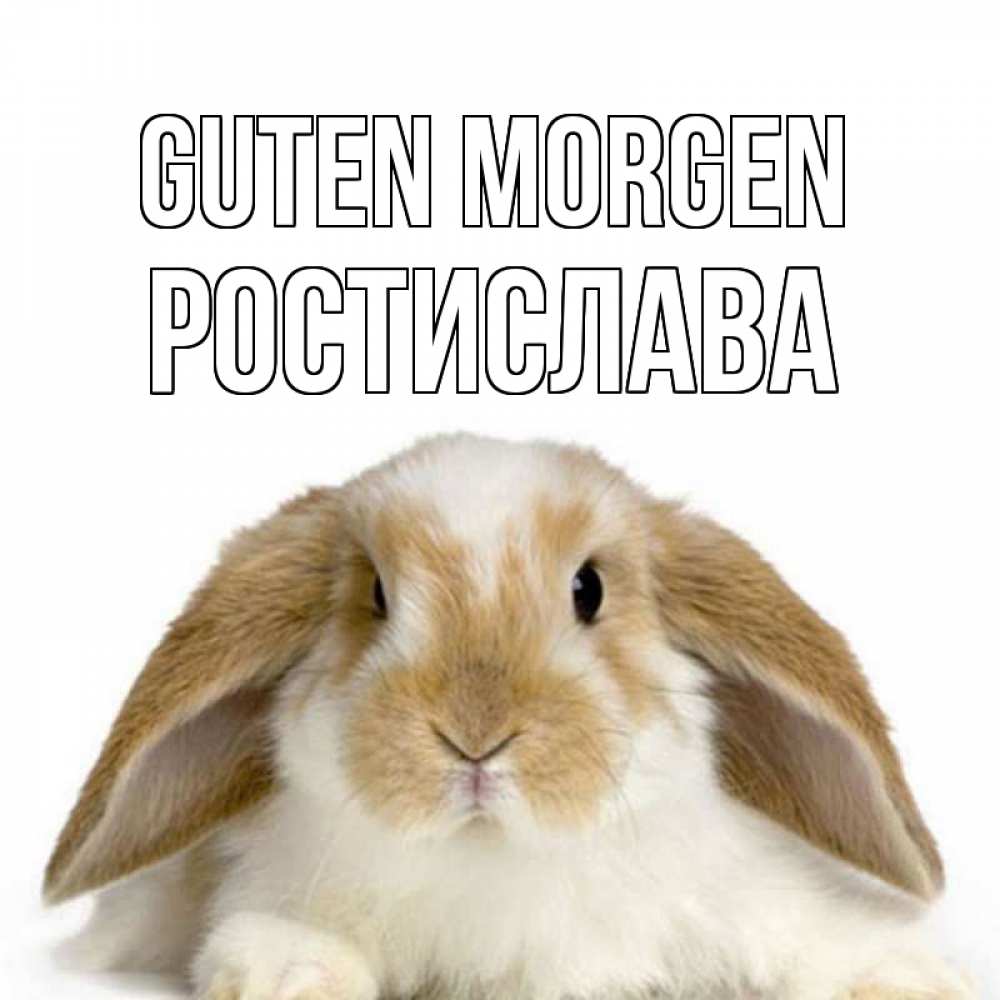 Открытка на каждый день с именем, Ростислава Guten Morgen прикольные открытки на каждый день Прикольная открытка с пожеланием онлайн скачать бесплатно 