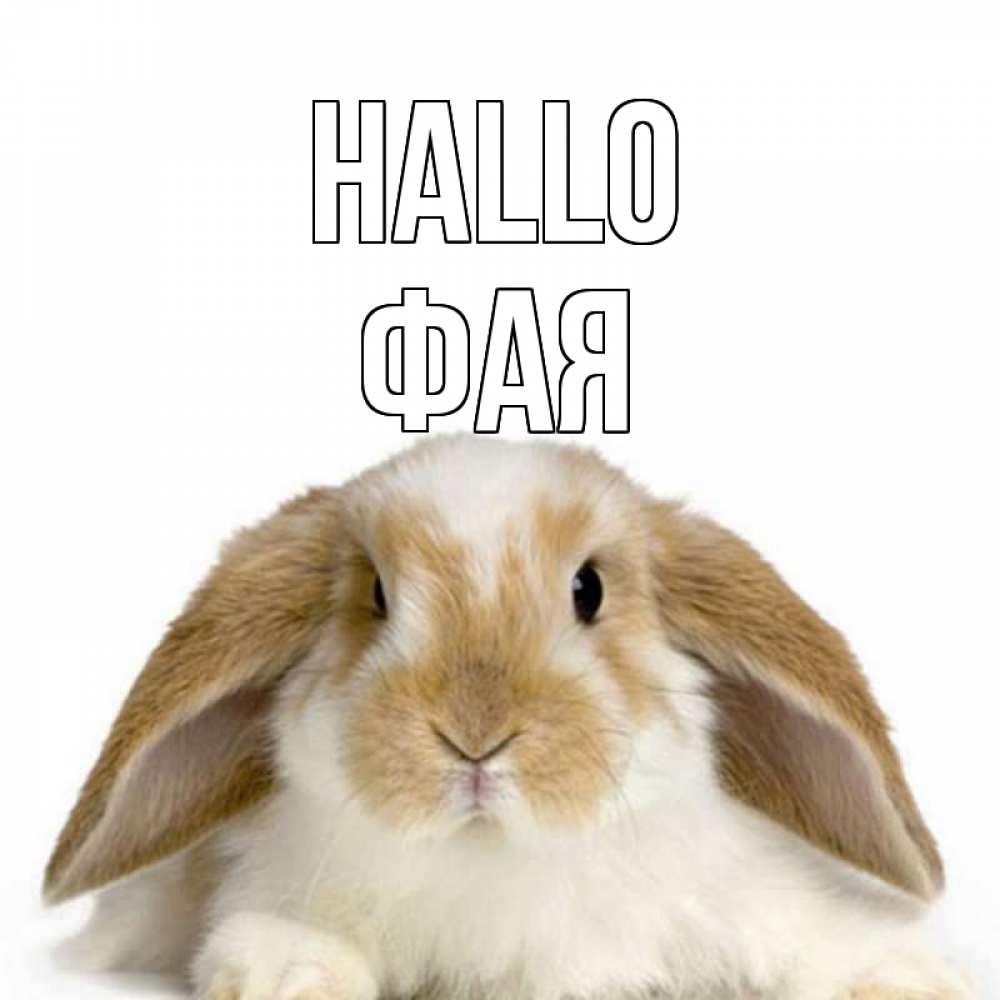 Открытка на каждый день с именем, Фая Hallo с животными Прикольная открытка с пожеланием онлайн скачать бесплатно 