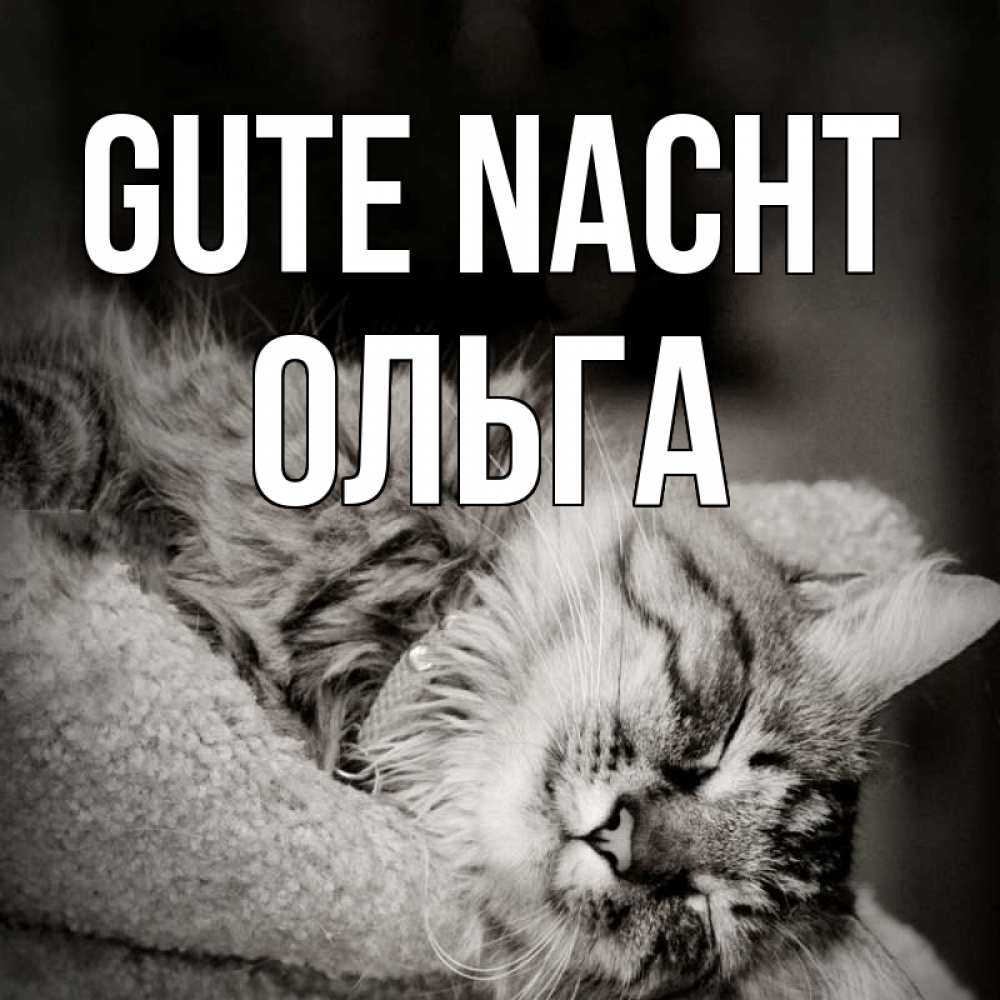 Открытка на каждый день с именем, Ольга Gute Nacht котярик пушистый Прикольная открытка с пожеланием онлайн скачать бесплатно 