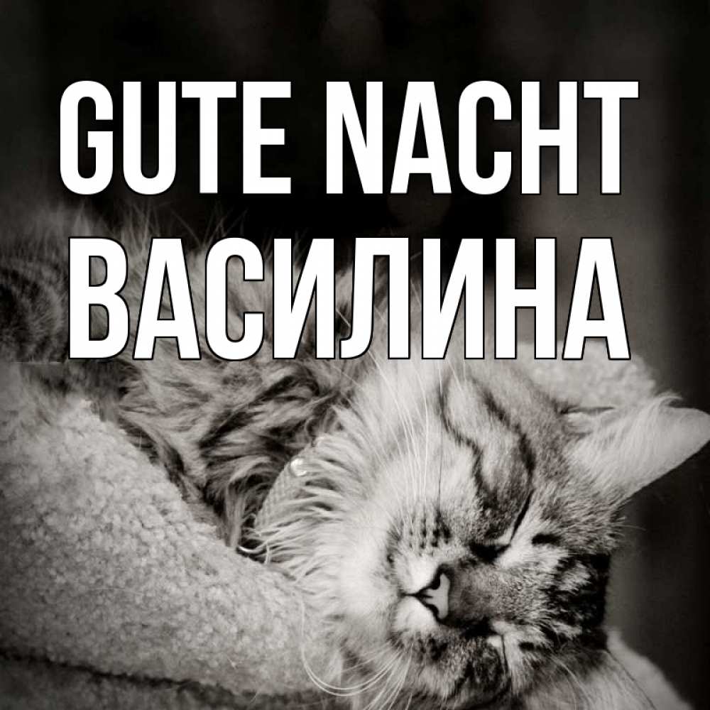 Открытка на каждый день с именем, Василина Gute Nacht котярик пушистый Прикольная открытка с пожеланием онлайн скачать бесплатно 