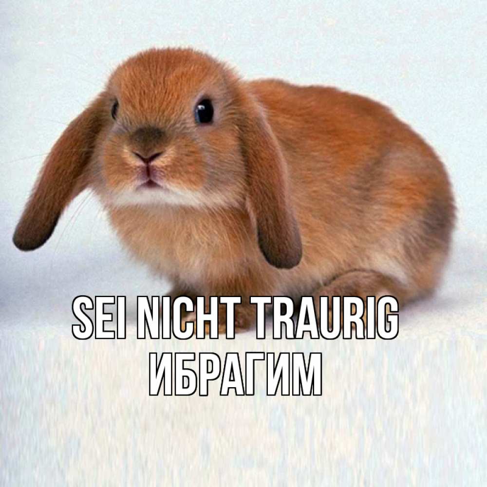 Открытка на каждый день с именем, Ибрагим Sei nicht traurig вислоухий рыжий кролик Прикольная открытка с пожеланием онлайн скачать бесплатно 