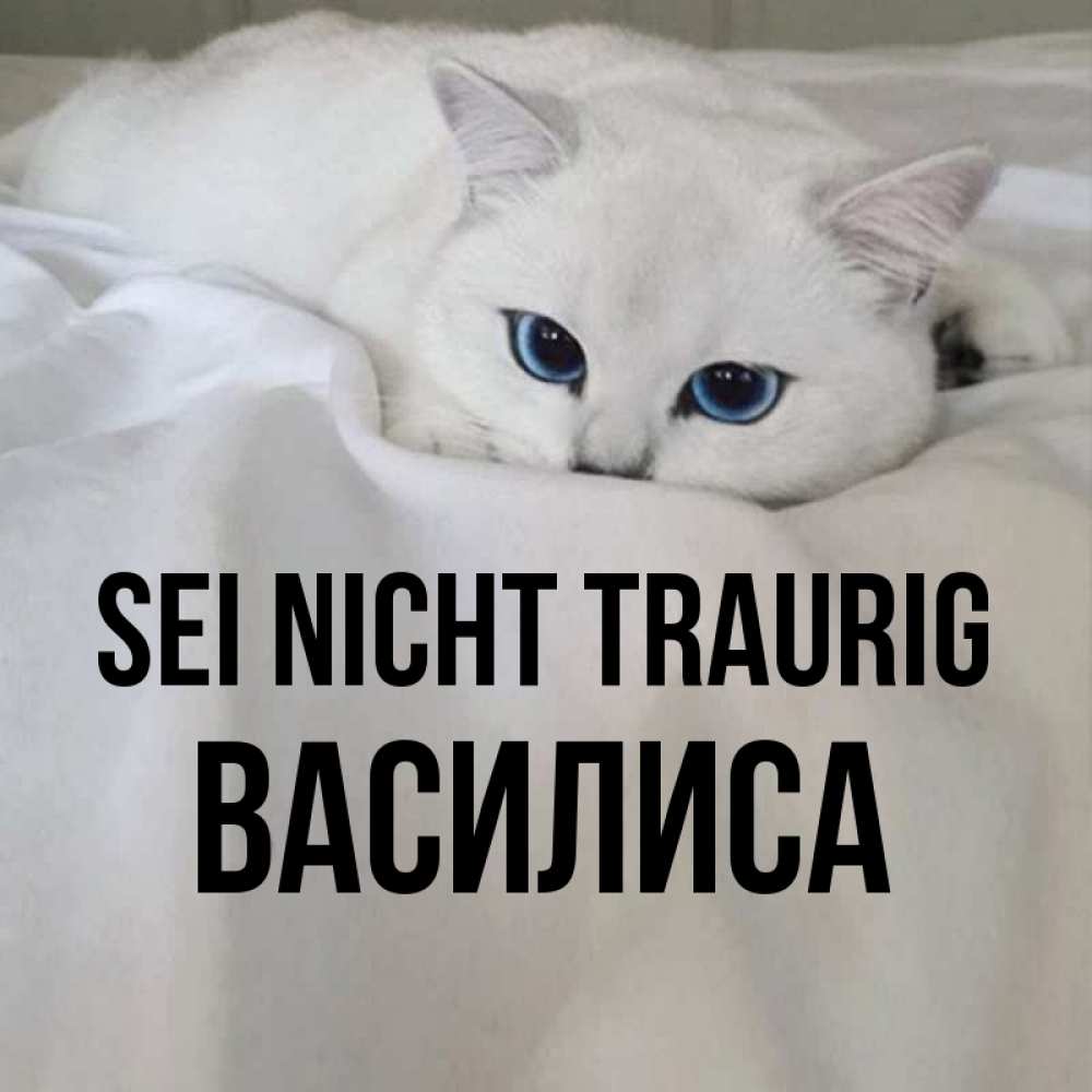 Открытка на каждый день с именем, Василиса Sei nicht traurig Голубоглазая кошка Прикольная открытка с пожеланием онлайн скачать бесплатно 