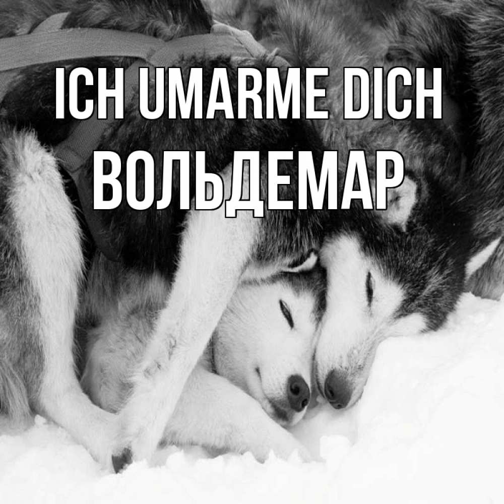 Открытка на каждый день с именем, Вольдемар Ich umarme dich собачки в упряжке Прикольная открытка с пожеланием онлайн скачать бесплатно 