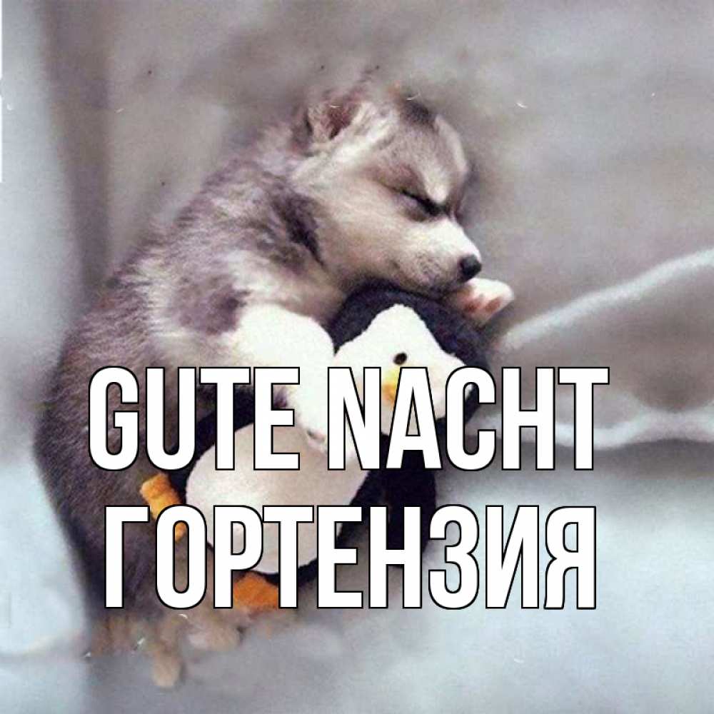 Открытка на каждый день с именем, Гортензия Gute Nacht обнимашки щенка и пингвина Прикольная открытка с пожеланием онлайн скачать бесплатно 