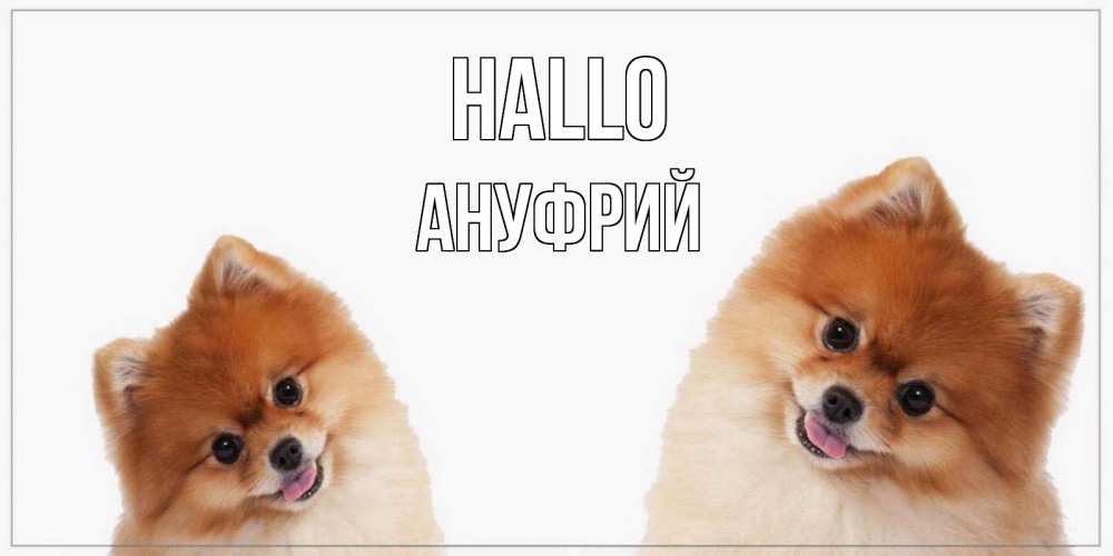 Открытка на каждый день с именем, Ануфрий Hallo привет Прикольная открытка с пожеланием онлайн скачать бесплатно 