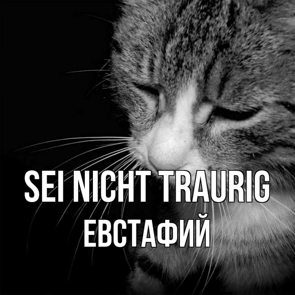 Открытка на каждый день с именем, Евстафий Sei nicht traurig грустный котик Прикольная открытка с пожеланием онлайн скачать бесплатно 