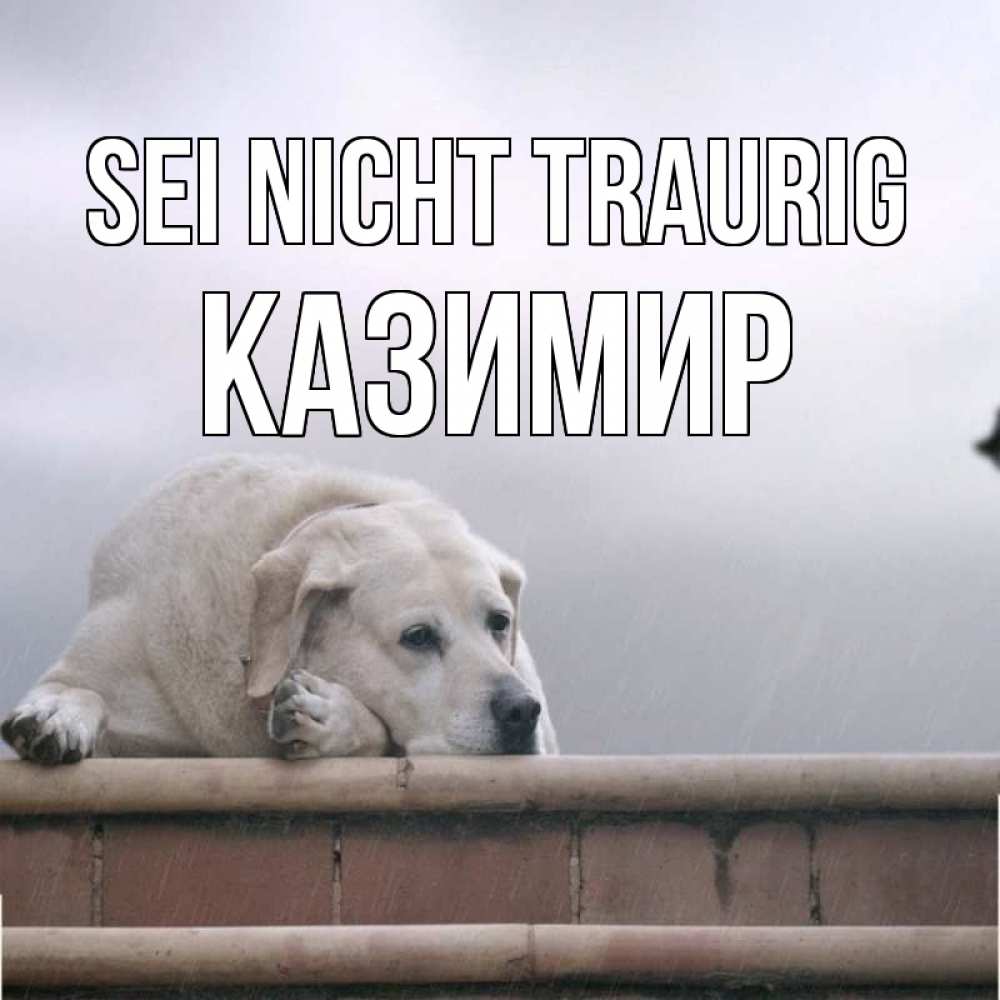 Открытка на каждый день с именем, Казимир Sei nicht traurig белый пес 1 Прикольная открытка с пожеланием онлайн скачать бесплатно 