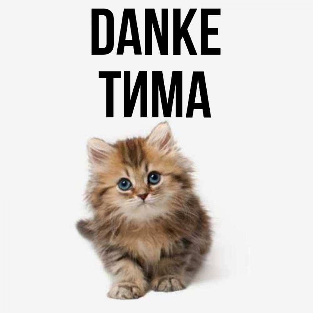Открытка на каждый день с именем, Тима Danke пушистый котик Прикольная открытка с пожеланием онлайн скачать бесплатно 