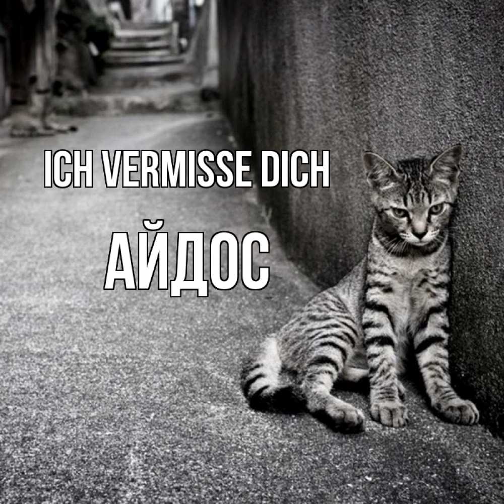 Открытка на каждый день с именем, Айдос Ich vermisse dich одиноко котику Прикольная открытка с пожеланием онлайн скачать бесплатно 
