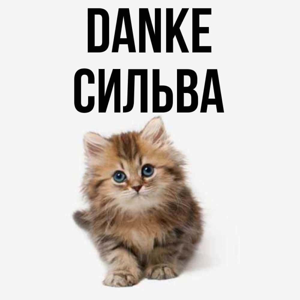 Открытка на каждый день с именем, Сильва Danke пушистый котик Прикольная открытка с пожеланием онлайн скачать бесплатно 