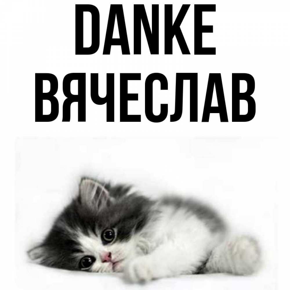 Открытка на каждый день с именем, Вячеслав Danke черный и белый кот Прикольная открытка с пожеланием онлайн скачать бесплатно 