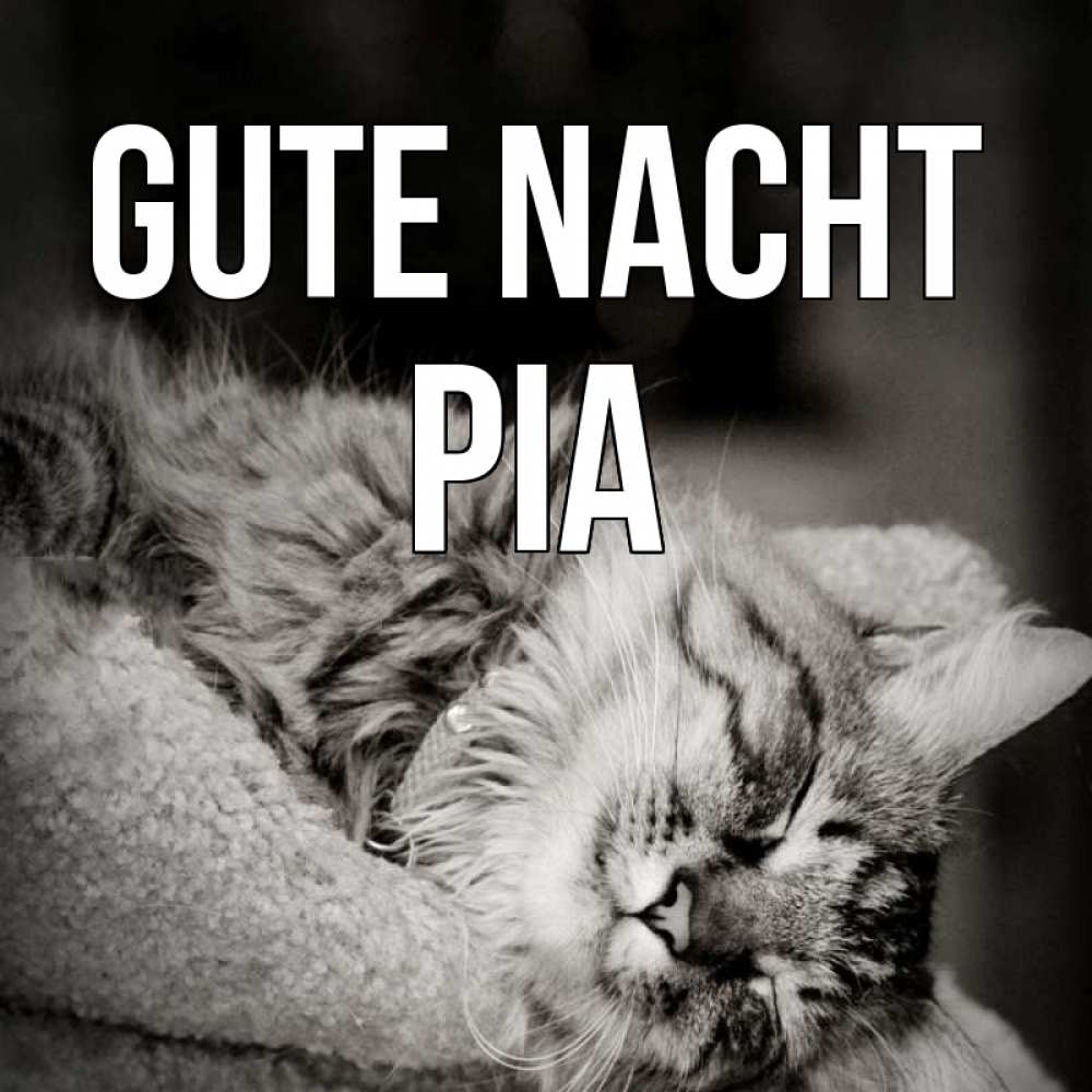 Открытка на каждый день с именем, Pia Gute Nacht котярик пушистый Прикольная открытка с пожеланием онлайн скачать бесплатно 