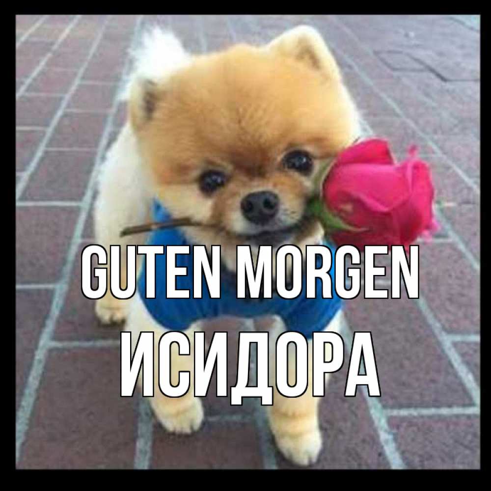 Открытка на каждый день с именем, Исидора Guten Morgen роза в зубах Прикольная открытка с пожеланием онлайн скачать бесплатно 