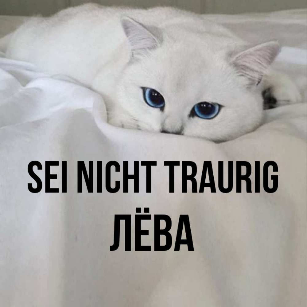 Открытка на каждый день с именем, Лёва Sei nicht traurig Голубоглазая кошка Прикольная открытка с пожеланием онлайн скачать бесплатно 