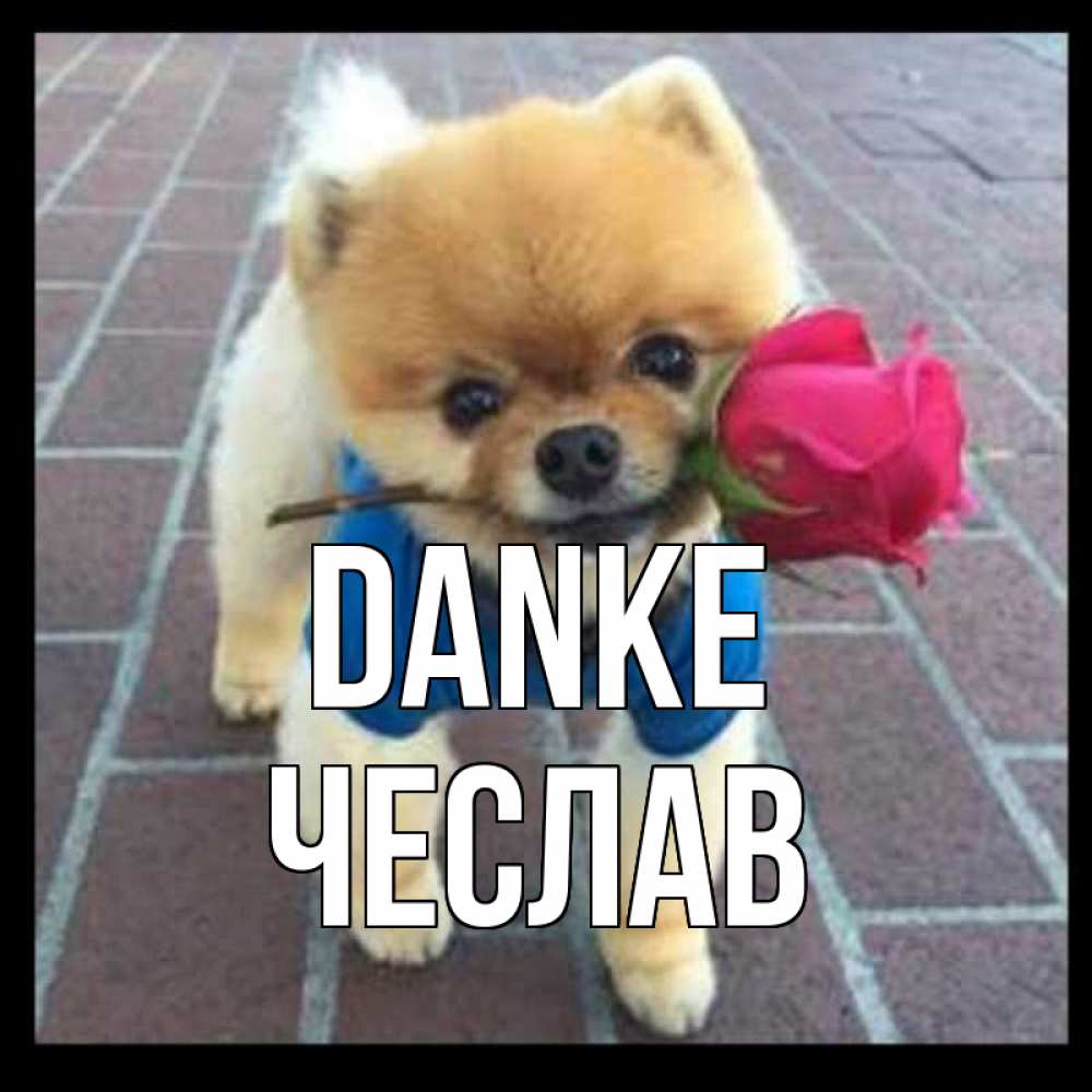 Открытка на каждый день с именем, Чеслав Danke спасибо и дарю тебе цветок Прикольная открытка с пожеланием онлайн скачать бесплатно 