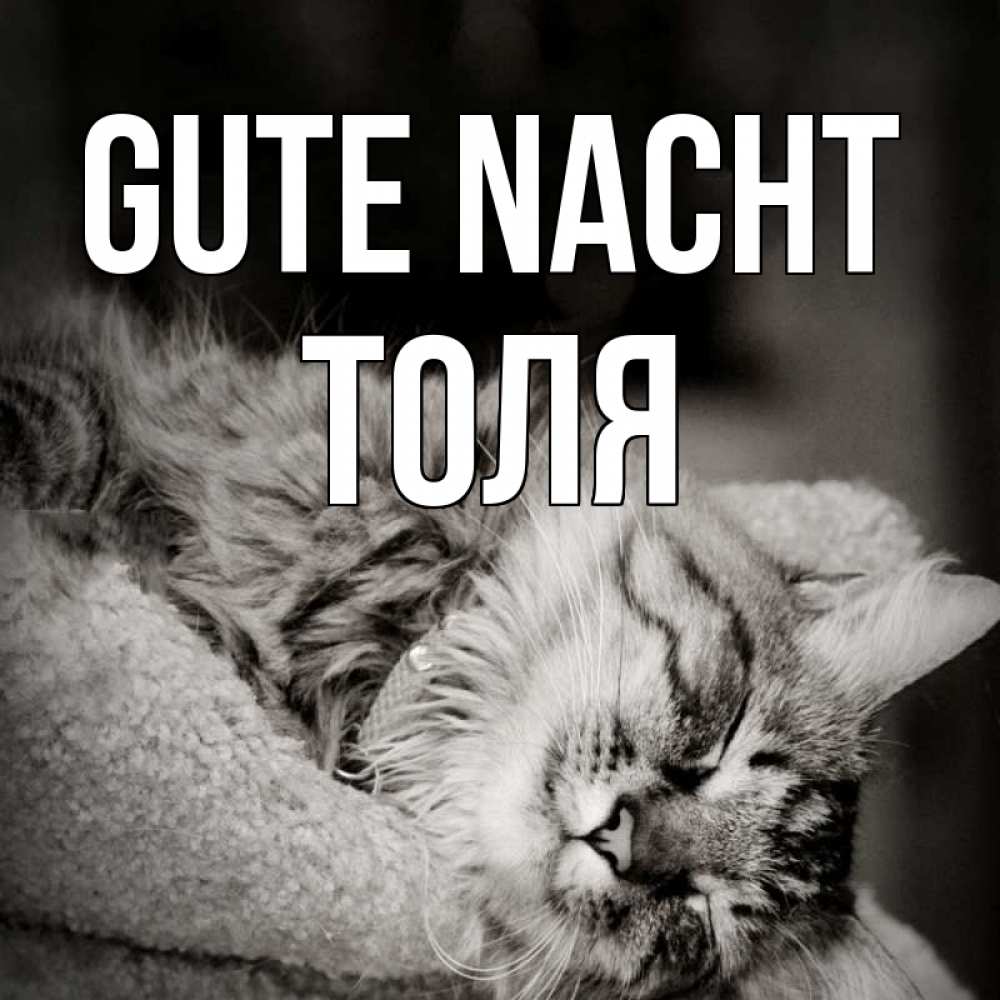 Открытка на каждый день с именем, Толя Gute Nacht котярик пушистый Прикольная открытка с пожеланием онлайн скачать бесплатно 
