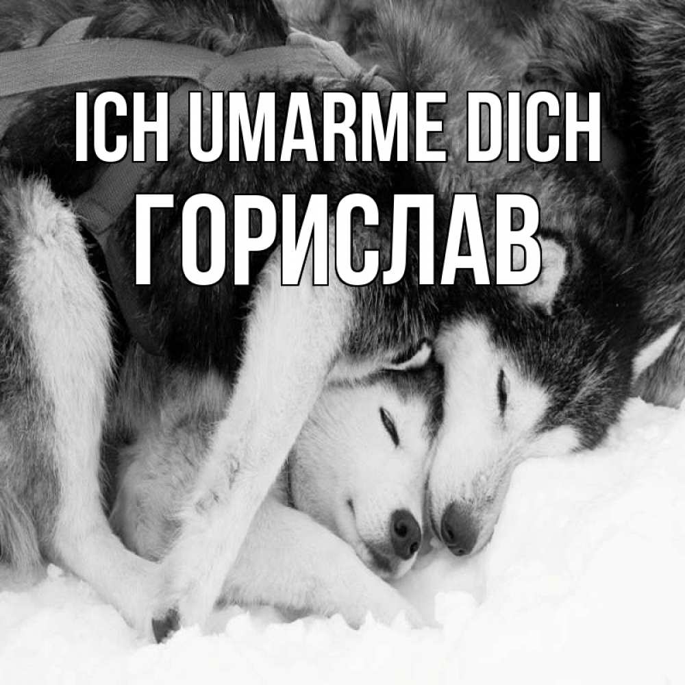 Открытка на каждый день с именем, Горислав Ich umarme dich собачки в упряжке Прикольная открытка с пожеланием онлайн скачать бесплатно 