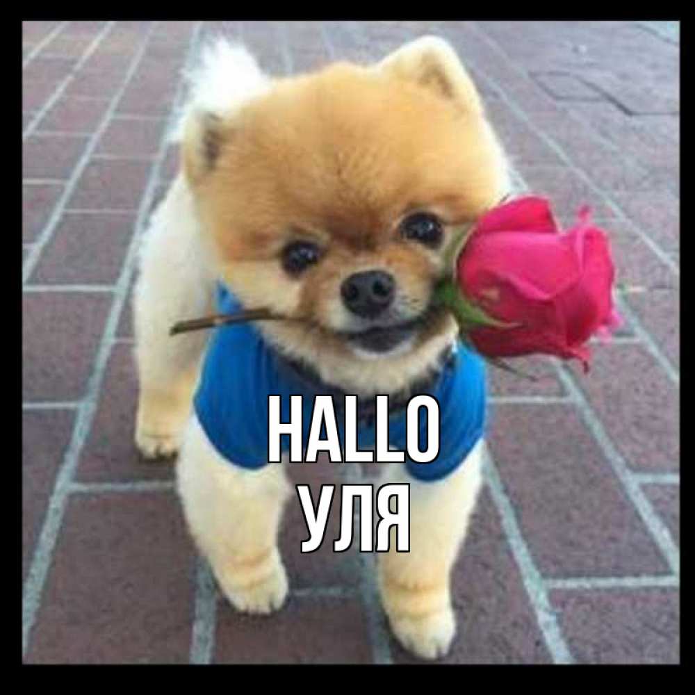 Открытка на каждый день с именем, Уля Hallo роза в зубах у собаки Прикольная открытка с пожеланием онлайн скачать бесплатно 