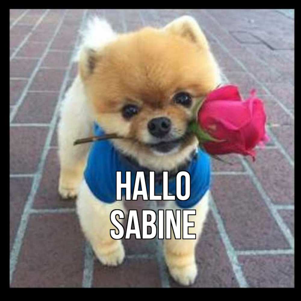 Открытка на каждый день с именем, Sabine Hallo роза в зубах у собаки Прикольная открытка с пожеланием онлайн скачать бесплатно 