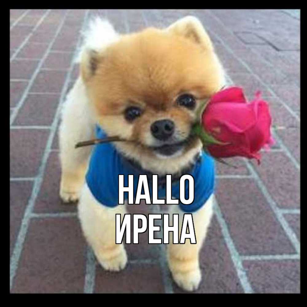 Открытка на каждый день с именем, Ирена Hallo роза в зубах у собаки Прикольная открытка с пожеланием онлайн скачать бесплатно 