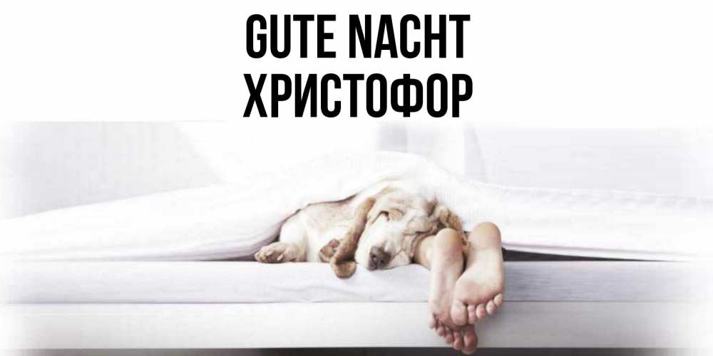 Открытка на каждый день с именем, Христофор Gute Nacht кровать с собакой пожелание сладких снов и спокойной ночи Прикольная открытка с пожеланием онлайн скачать бесплатно 
