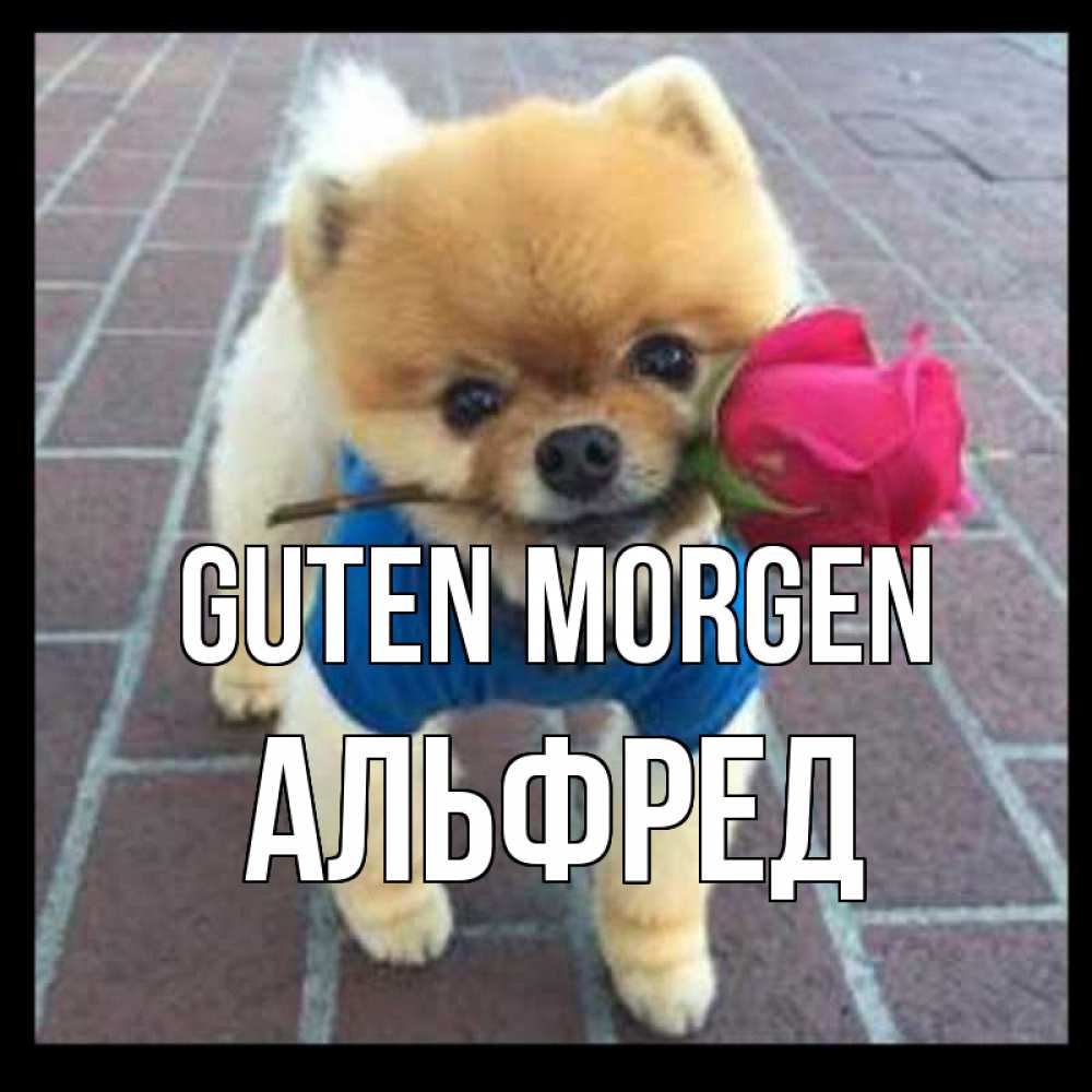 Открытка на каждый день с именем, Альфред Guten Morgen роза в зубах Прикольная открытка с пожеланием онлайн скачать бесплатно 