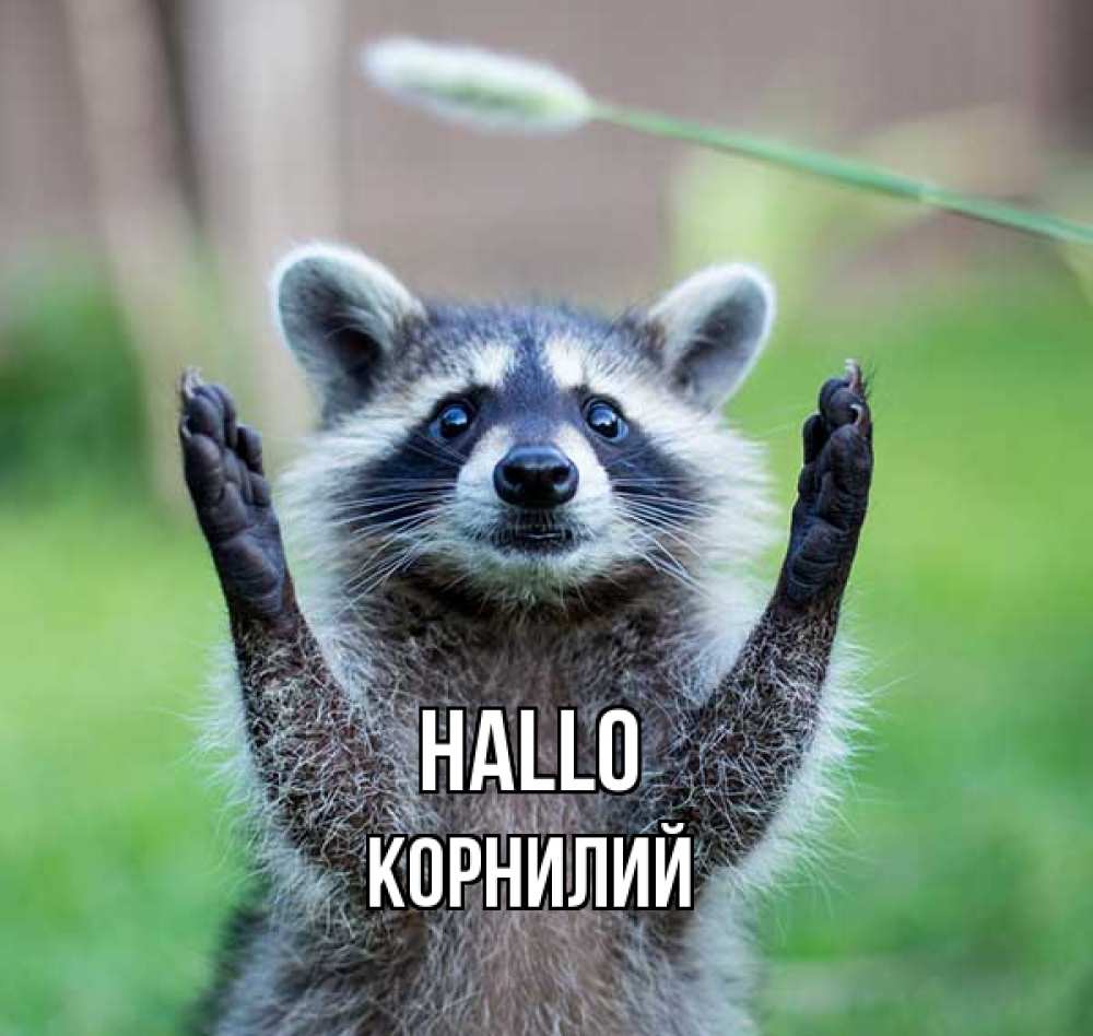 Открытка на каждый день с именем, Корнилий Hallo животные Прикольная открытка с пожеланием онлайн скачать бесплатно 