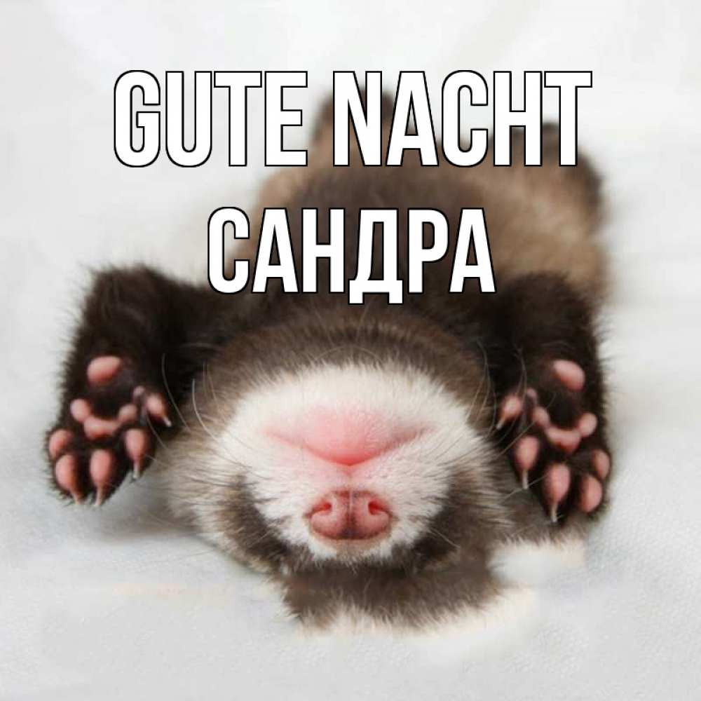 Открытка на каждый день с именем, Сандра Gute Nacht зверек Прикольная открытка с пожеланием онлайн скачать бесплатно 