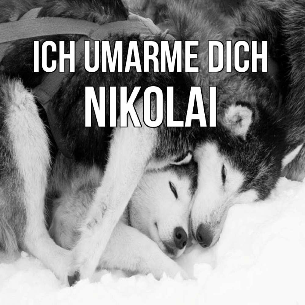 Открытка на каждый день с именем, Nikolai Ich umarme dich собачки в упряжке Прикольная открытка с пожеланием онлайн скачать бесплатно 