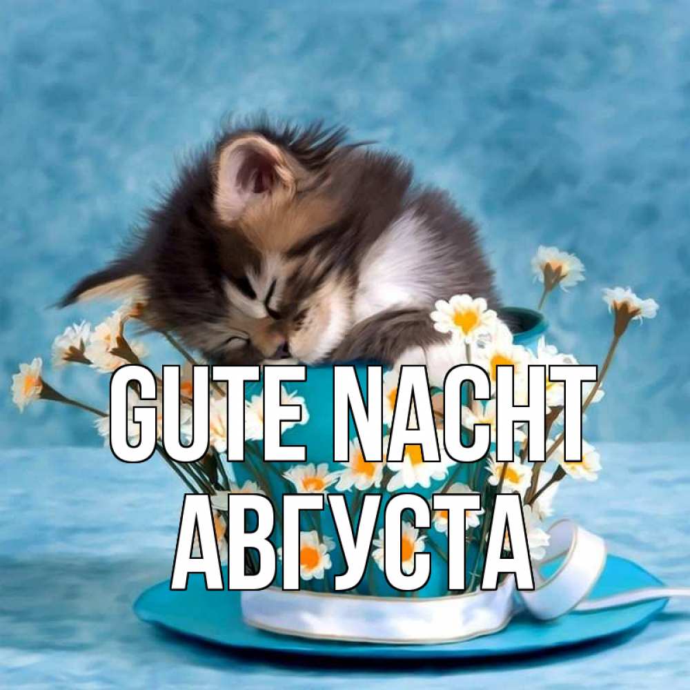 Открытка на каждый день с именем, Августа Gute Nacht котенок спит в кружке с блюдцем Прикольная открытка с пожеланием онлайн скачать бесплатно 
