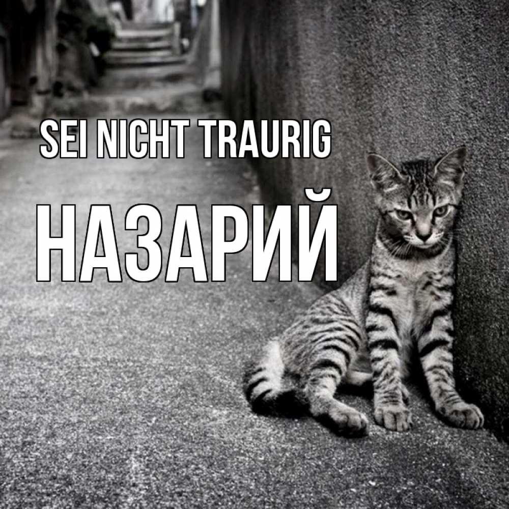 Открытка на каждый день с именем, Назарий Sei nicht traurig скучающий котик Прикольная открытка с пожеланием онлайн скачать бесплатно 