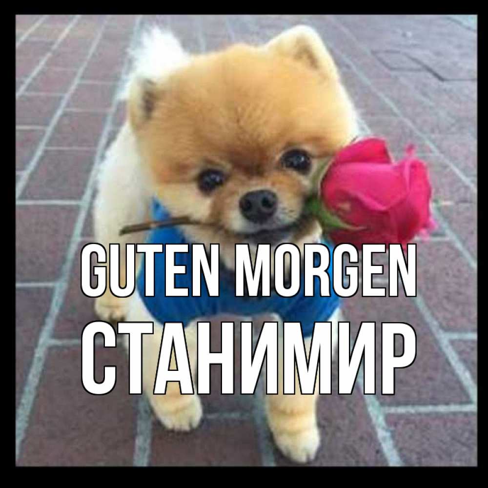 Открытка на каждый день с именем, Станимир Guten Morgen роза в зубах Прикольная открытка с пожеланием онлайн скачать бесплатно 