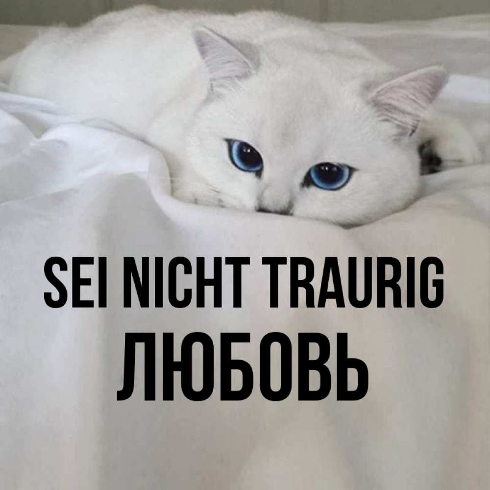 Открытка на каждый день с именем, Любовь Sei nicht traurig Голубоглазая кошка Прикольная открытка с пожеланием онлайн скачать бесплатно 