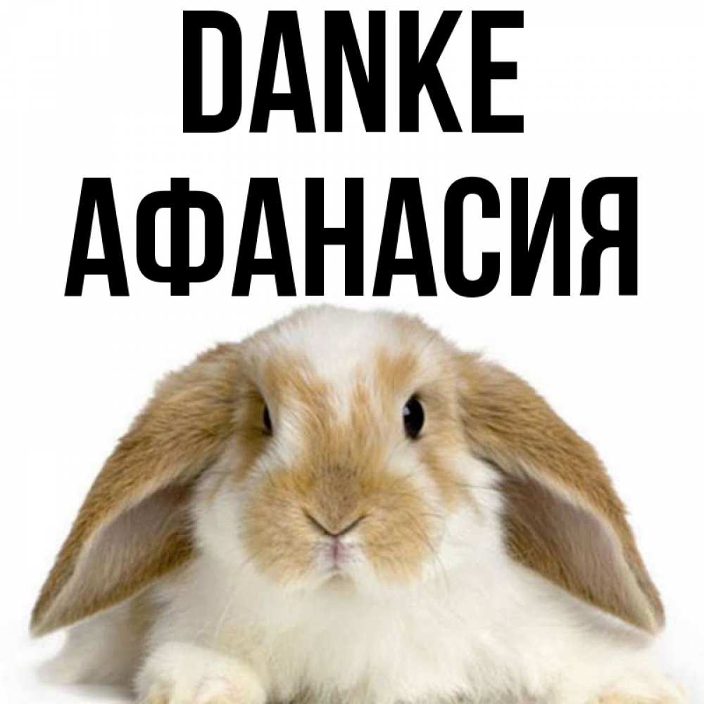 Открытка на каждый день с именем, Афанасия Danke коричнево белый заяц Прикольная открытка с пожеланием онлайн скачать бесплатно 