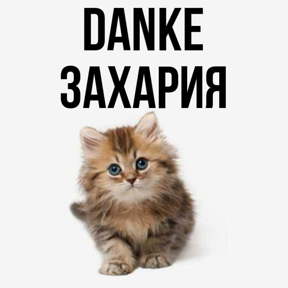 Открытка на каждый день с именем, Захария Danke пушистый котик Прикольная открытка с пожеланием онлайн скачать бесплатно 