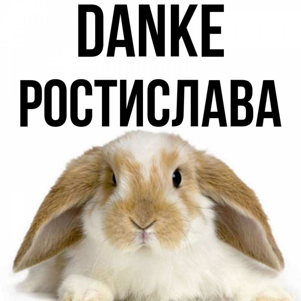 Открытка на каждый день с именем, Ростислава Danke коричнево белый заяц Прикольная открытка с пожеланием онлайн скачать бесплатно 