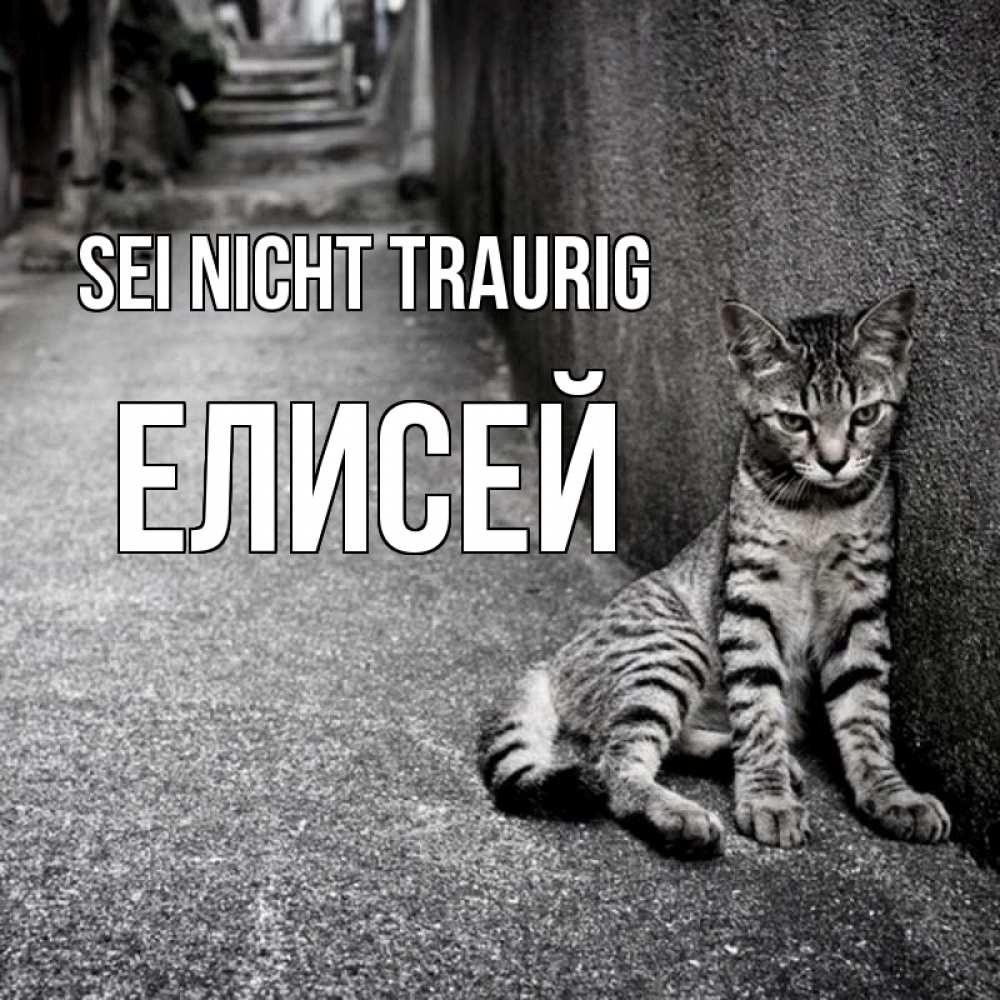 Открытка на каждый день с именем, Елисей Sei nicht traurig скучающий котик Прикольная открытка с пожеланием онлайн скачать бесплатно 