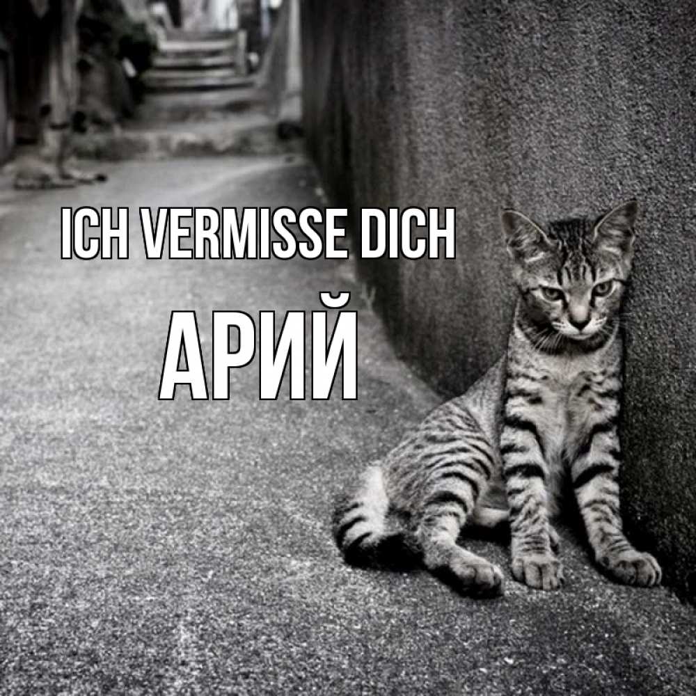 Открытка на каждый день с именем, Арий Ich vermisse dich одиноко котику Прикольная открытка с пожеланием онлайн скачать бесплатно 