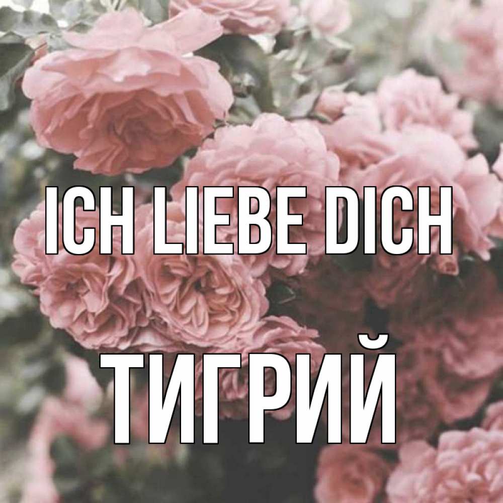 Открытка на каждый день с именем, Тигрий Ich liebe dich розы 3 Прикольная открытка с пожеланием онлайн скачать бесплатно 
