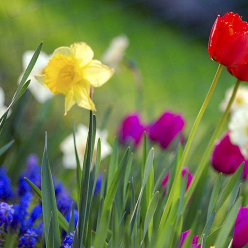 Открытка полевые цветы 3 международный женский день 3 Am 8. März 