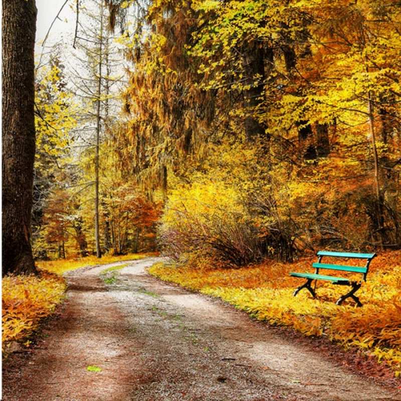 Открытка осенний лес  зеленая лавочка  Sei nicht traurig 