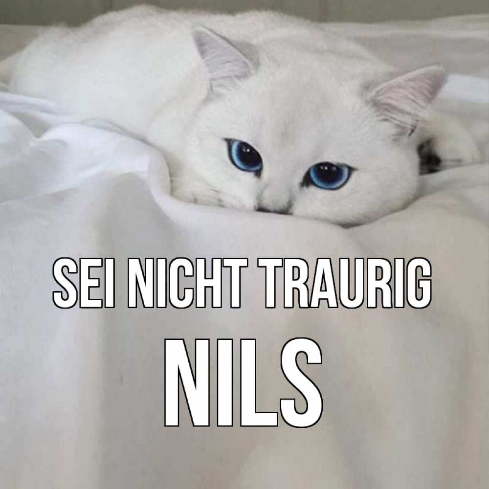 Открытка на каждый день с именем, Nils Sei nicht traurig белый кот с голубыми глазами на белоснежной кровати Прикольная открытка с пожеланием онлайн скачать бесплатно 
