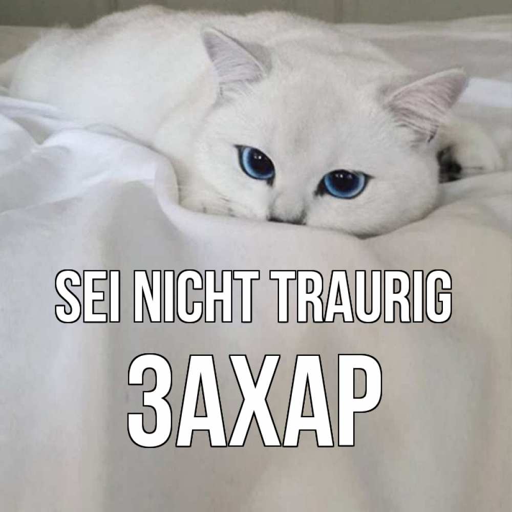 Открытка на каждый день с именем, Захар Sei nicht traurig белый кот с голубыми глазами на белоснежной кровати Прикольная открытка с пожеланием онлайн скачать бесплатно 