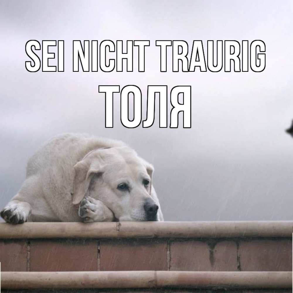 Открытка на каждый день с именем, Толя Sei nicht traurig белый пес 1 Прикольная открытка с пожеланием онлайн скачать бесплатно 