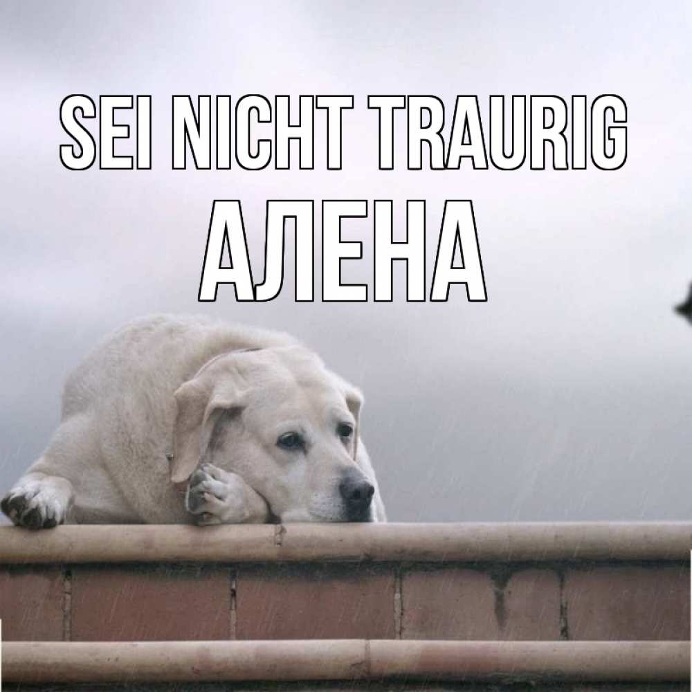 Открытка на каждый день с именем, Алена Sei nicht traurig белый пес 1 Прикольная открытка с пожеланием онлайн скачать бесплатно 