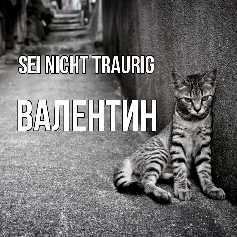 Открытка на каждый день с именем, Валентин Sei nicht traurig скучающий котик Прикольная открытка с пожеланием онлайн скачать бесплатно 