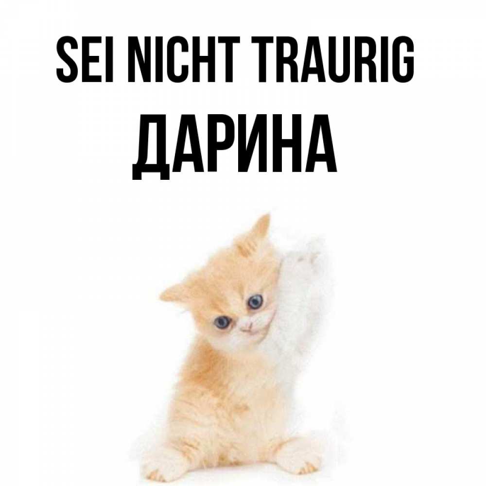Открытка на каждый день с именем, Дарина Sei nicht traurig просящий кот Прикольная открытка с пожеланием онлайн скачать бесплатно 