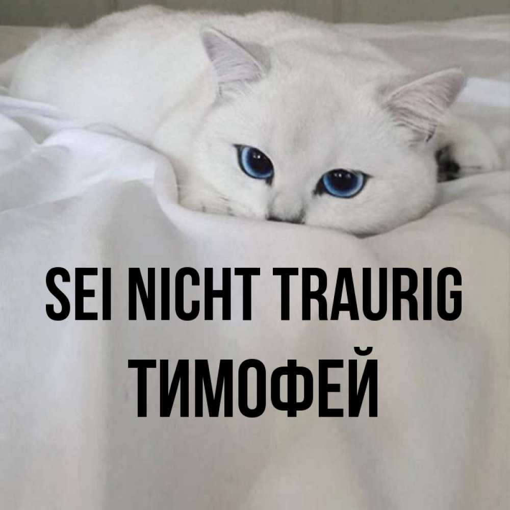 Открытка на каждый день с именем, Тимофей Sei nicht traurig Голубоглазая кошка Прикольная открытка с пожеланием онлайн скачать бесплатно 