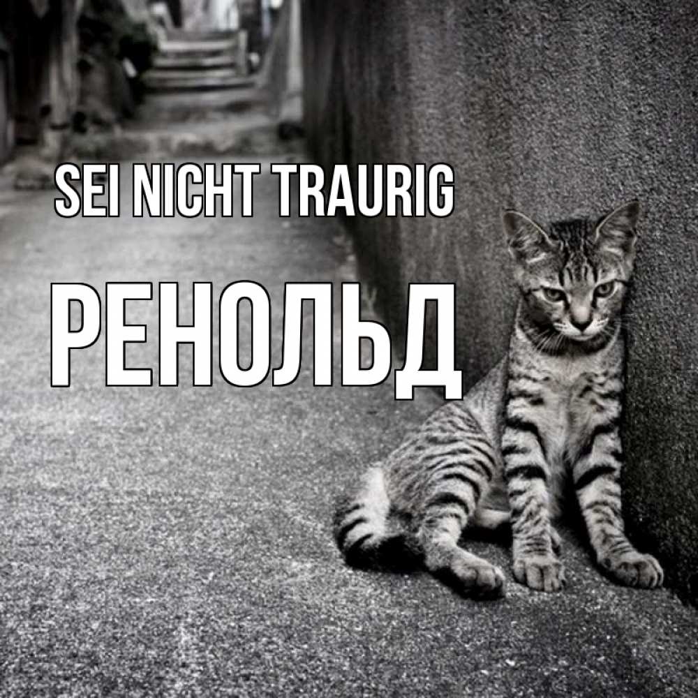 Открытка на каждый день с именем, Ренольд Sei nicht traurig скучающий котик Прикольная открытка с пожеланием онлайн скачать бесплатно 