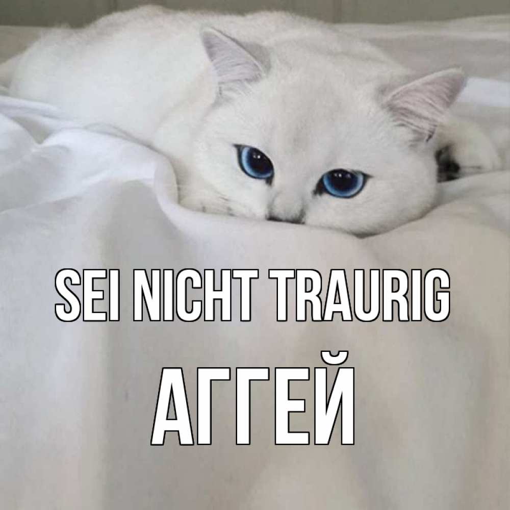 Открытка на каждый день с именем, Аггей Sei nicht traurig белый кот с голубыми глазами на белоснежной кровати Прикольная открытка с пожеланием онлайн скачать бесплатно 